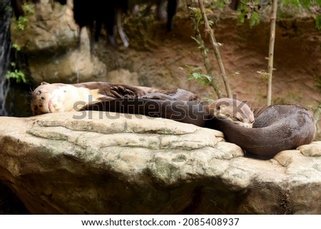 otters sleeping on a rock