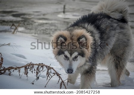 Malamute portrait on a snowy day. Young cute Northern breed dog with long furry hair walking on fresh snow on a frozen riverside. Selective focus on the animal, blurred background.