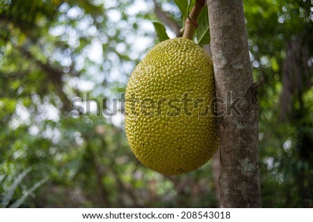 Tropical fruit at Bentre province, MeKong delta, Vietnam, Asia