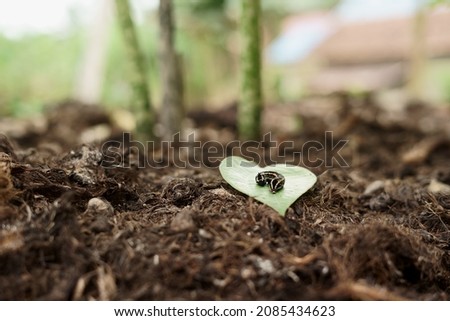 Soft focus photo of black caterpillar on green leaf on blurred background