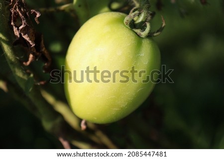 green colored raw tomato on tree for harvest