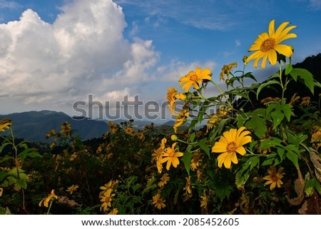 Maxican Sunflower view blooming on the hill (other name : Tree marigold, Mexican tournesol, Tithonia diversifolia). view of Thung Bua Tong, Doi Mae Aukor (Ukho), Khun Yuam, Mae Hong Son, Thailand.