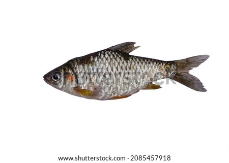 Fish silver bream with scales isolated on white background.