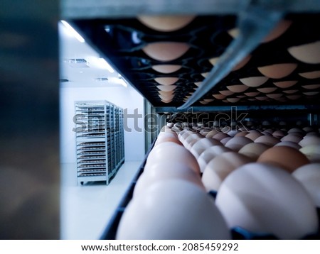 Close up  the eggs on the trolley ready for incubation.Hatching Eggs  Background.  Royalty-Free Stock Photo #2085459292