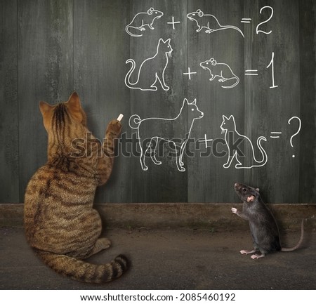 A beige cat solves funny math problems on a wooden fence.