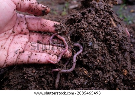 Man holding worms with soil Royalty-Free Stock Photo #2085465493