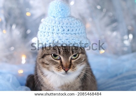 Cute little gray kitten in a blue hat on a gentle blue Christmas tree background. Happy New Year. Cat close up. Beautiful Cat with green eyes posing on a background of Christmas lights. Winter.Holiday