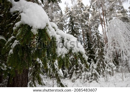 spruce branch covered with massive snow. Latvian forest scene