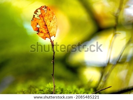 An isolated leaf on a tree pictured from below in autumn