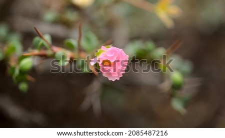 Flowering succulent Sarcocaulon burmannii, Bushman Candle, natural macro floral background
