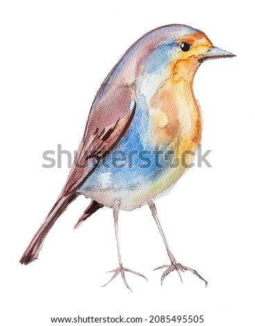 Beautiful hand painted watercolor bird illustration isolated on a white background. Robin design for card, invitation,branding. Animal hand drawn clipart.