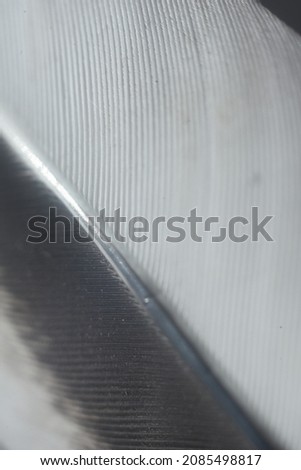 Black  white feather with selective focus abstract background