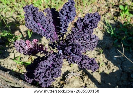 Large group of fresh organic green leaves of purple curly kale or leaf cabbage in an organic garden, in a sunny autumn day, beautiful outdoor monochrome background photographed with soft focus