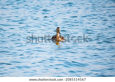 The duck swims in the blue water. 