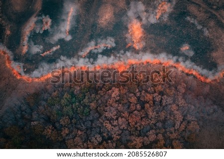 A strip of Dry Grass sets Fire to Trees in dry Forest: Forest fire - Aerial drone top view. Forest fire: fire with smoke from the height of a bird flight. Royalty-Free Stock Photo #2085526807