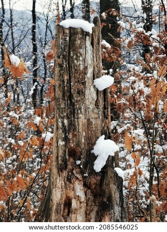 an old tree of interesting color and a little snow on it