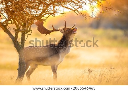 Fallow deer Dama Dama male stag with big antlers during rutting season. The Autumn sunlight and nature colors are clearly visible on the background.