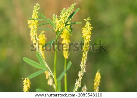 Close up of sweet yellow clover (melilotus officinalis) flowers in bloom