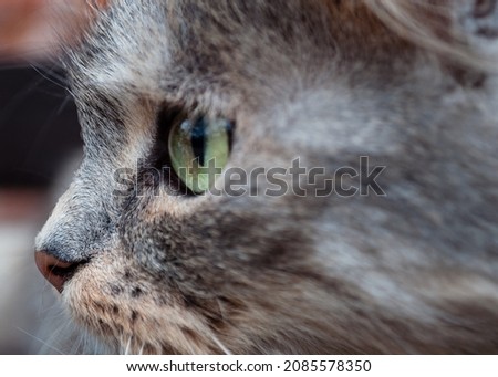 Close up portrait of the intelligent and exceptionally playful Siberian cat. Domestic animal. Profile pic of the adorable pet looking on side with large round eyes and cute small nose.
