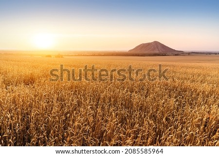 A field of ripe rye in the golden rays of the setting sun. Lonely mountain Shihan in Bashkiria in the background. Royalty-Free Stock Photo #2085585964