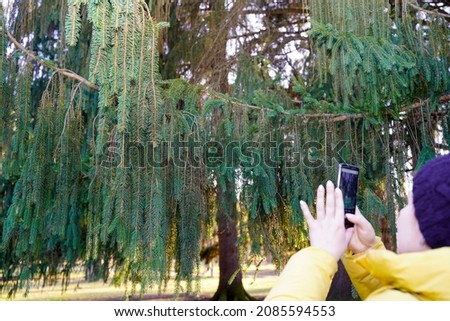A girl takes pictures of a coniferous tree