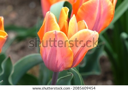 Orange and pink single triumph tulip 'Princess Irene' in flower Royalty-Free Stock Photo #2085609454