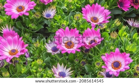 Osteospermum, daisybushes or African daisies, South African daisy, Cape daisy and blue-eyed daisy. Flowering flowers for garden, park, balcony. Landscape design concept