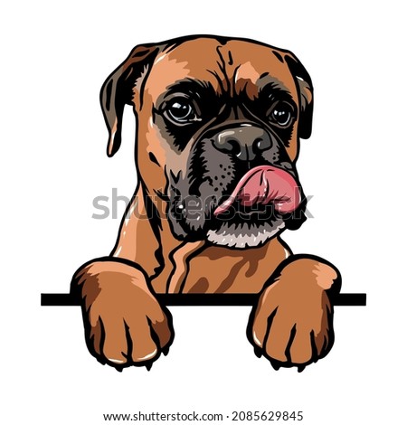 Boxer Peeking Dogs. Boxer dog breed. Color image of a dogs head isolated on a white background. The dog stuck out its tongue. Royalty-Free Stock Photo #2085629845