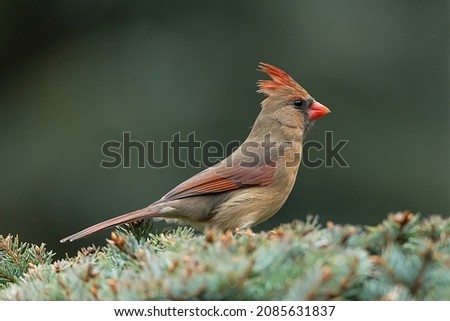Female Cardinal on a bush
