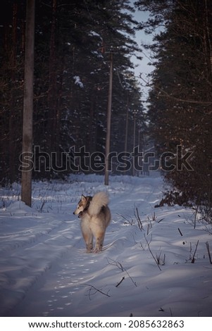 Malamute girl walking on a wintery road in Neris Regional Park, Lithuania. Sunny January morning, dark coniferous forest. Selective focus on the dog, blurred background.