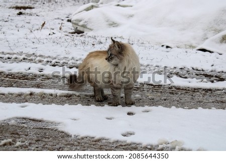 A domestic cat on a muddy road in the snow