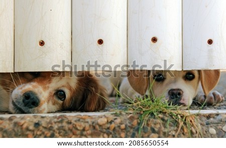 two puppies are looking under garden fence