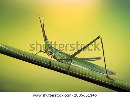 Mediterranean Slant faced Grasshopper sitting on a green leaf of grass. Close up picture Grasshopper is on a green background.