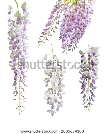 Beautiful pastel violet wisteria flowers set isolated on white background. Natural floral background. Floral design element Royalty-Free Stock Photo #2085654100