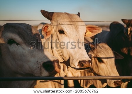 
white ox nelore, cattle breeding Royalty-Free Stock Photo #2085676762