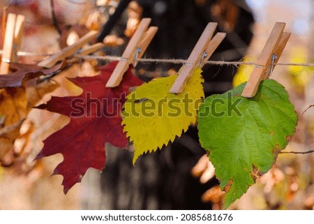 Multicolored autumn leaves on clothespins, isolated on a light natural background. changes in nature, environment. close-up. leaves hang on a string, autumn season