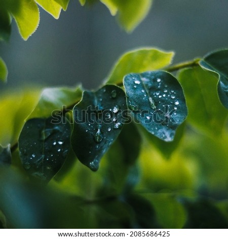 water drops on a green leaves