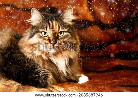 Happy new year greeting card. A cat that looks like a tiger, against a background with a tiger print, a symbol of 2022. Simulation of falling snow.