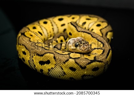 Fancy Pet Ball python snake (Python Regius). Isolated picture with dark background. Selective focus