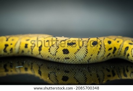 Fancy Pet Ball python snake (Python Regius). Isolated picture with dark background. Selective focus