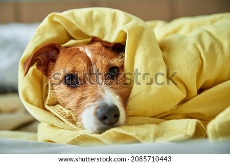 Sad bored dog lies in the bed. Pet warms under blanket in the bedroom. Pet care