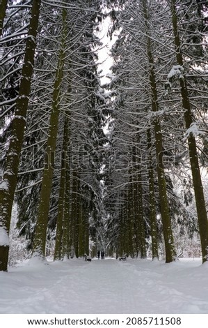 Snow-covered tree crowns in the Winter Botanical Garden, Minsk