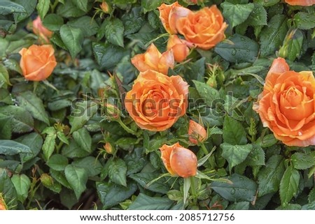 Rose Cordana, an indoor and pots plant, open field as a curb decoration. Flowering flowers for the garden, park, balcony, terrasse