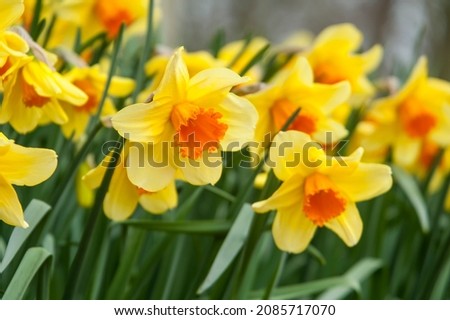Daffodil flowers in Keukenhof gardens in The Netherlands Royalty-Free Stock Photo #2085717070