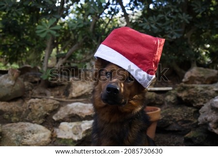 Dog outside with christmas hat