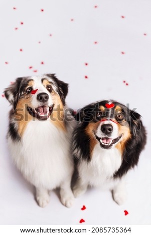 funny aussi dogs celebrate valentines day on white background with red hearts Royalty-Free Stock Photo #2085735364