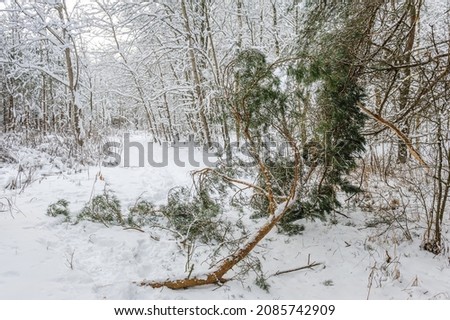 Pine branches broke under the weight of snow. Storm broken trees background. Old coniferous forest after hurricane. Felled pine trunks. Winter picture of forest.