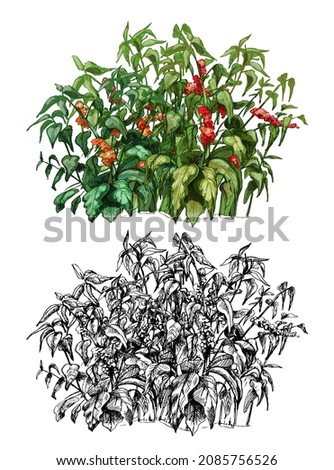 Coffee tree with leaf and berry. Vintage vector hatching color hand drawn illustration isolated on white background