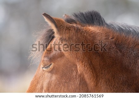 A profile view of a chestnut brown horse with a long black mane. The animal's ears are pointing upwards and its eyes are closed. The animal's hair has a red tint as the sun shines on its face. 