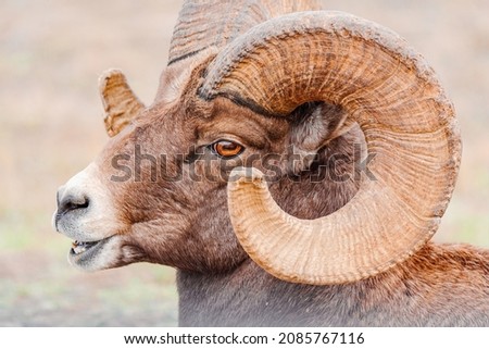 Big Horn Ram Showing Off His Rack Royalty-Free Stock Photo #2085767116